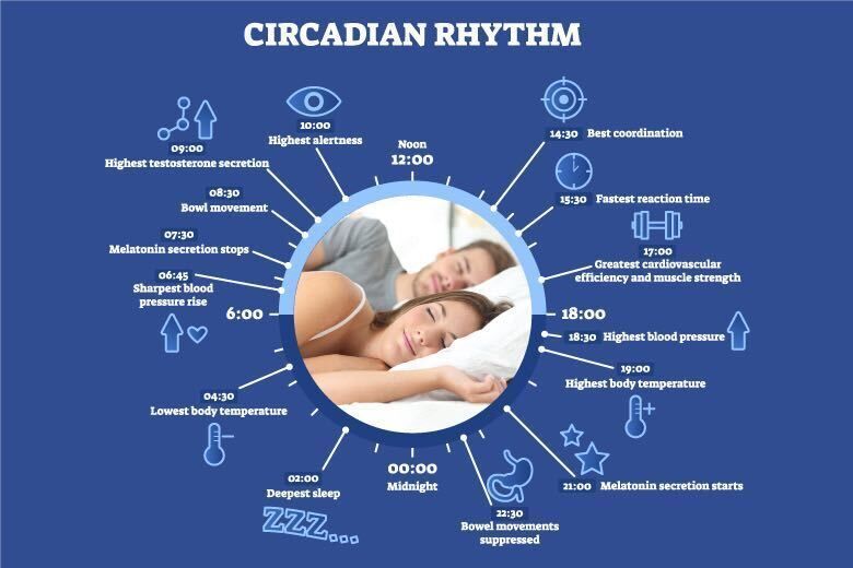 A poster showing the circadian rhythm of a man and woman sleeping