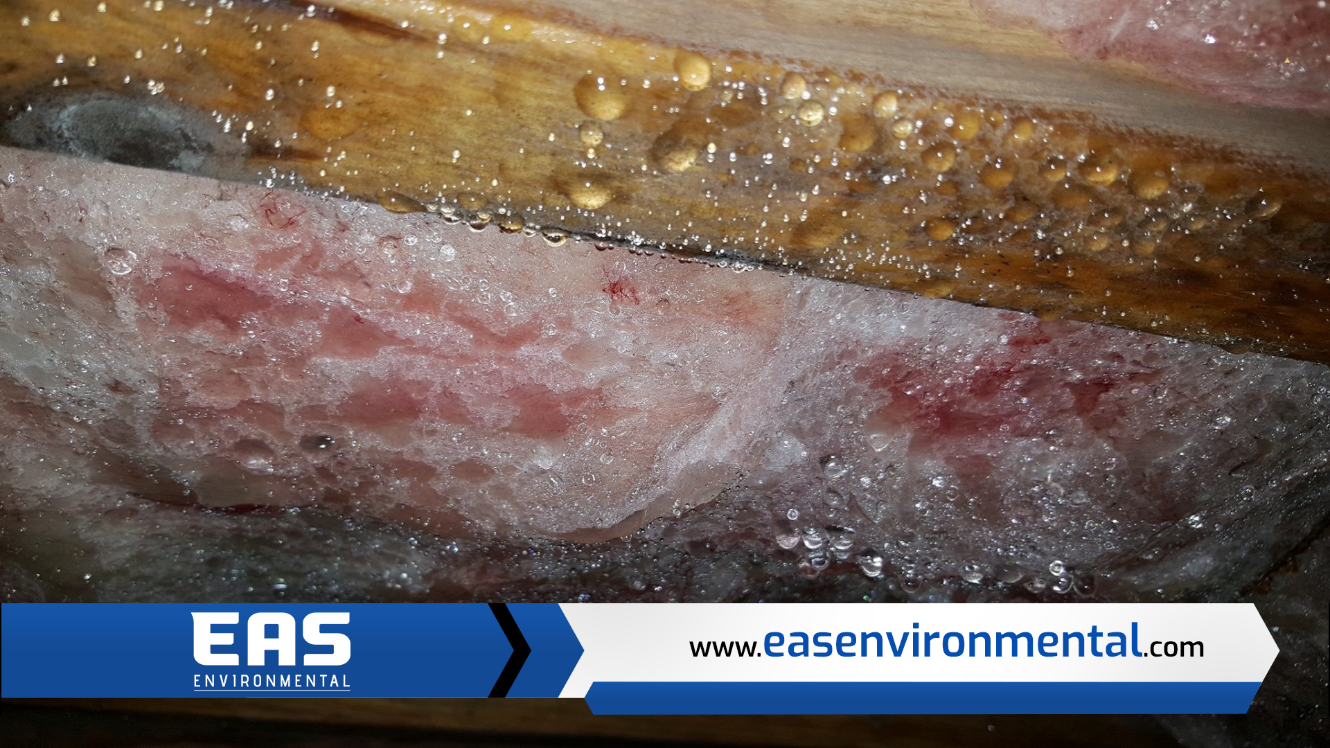 Pink and white mold growth on insulation, water droplets on wooden structure.