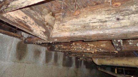 Wooden beams in a damp basement, showing signs of water damage and potential mold growth.