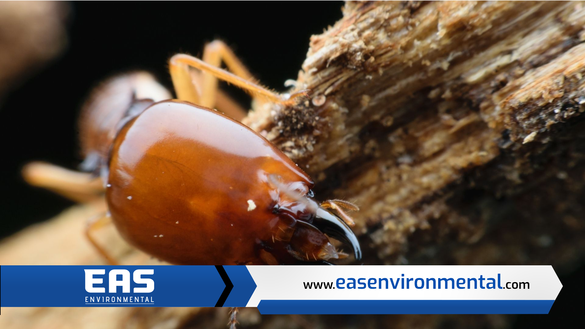 Termite closeup on wood, showing head and mandibles; brown and black details.