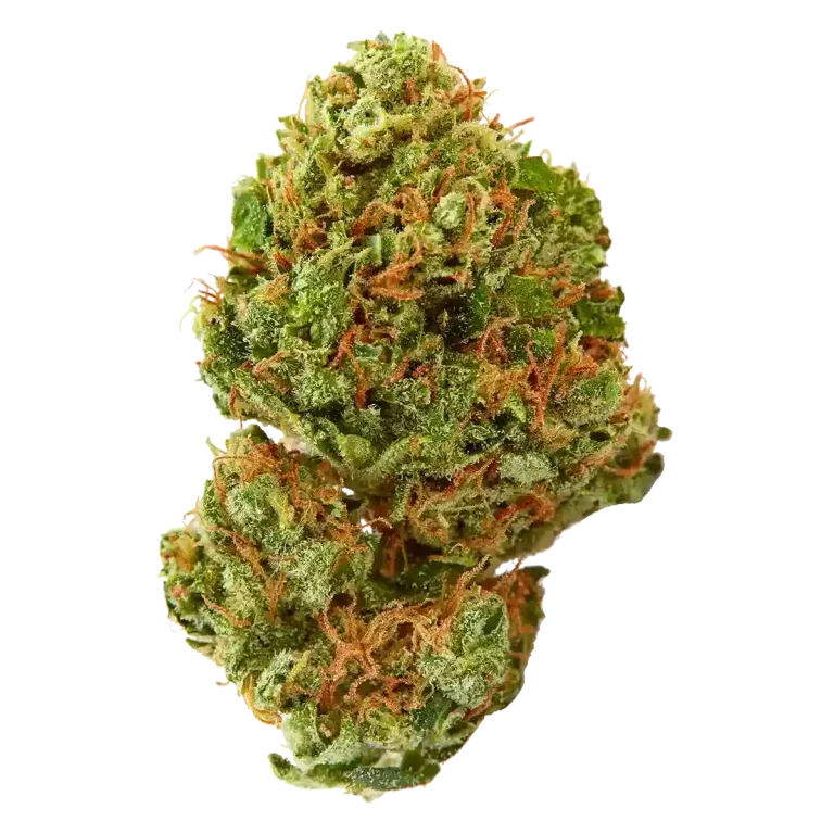 Close-up of a green and orange cannabis bud on a white background
