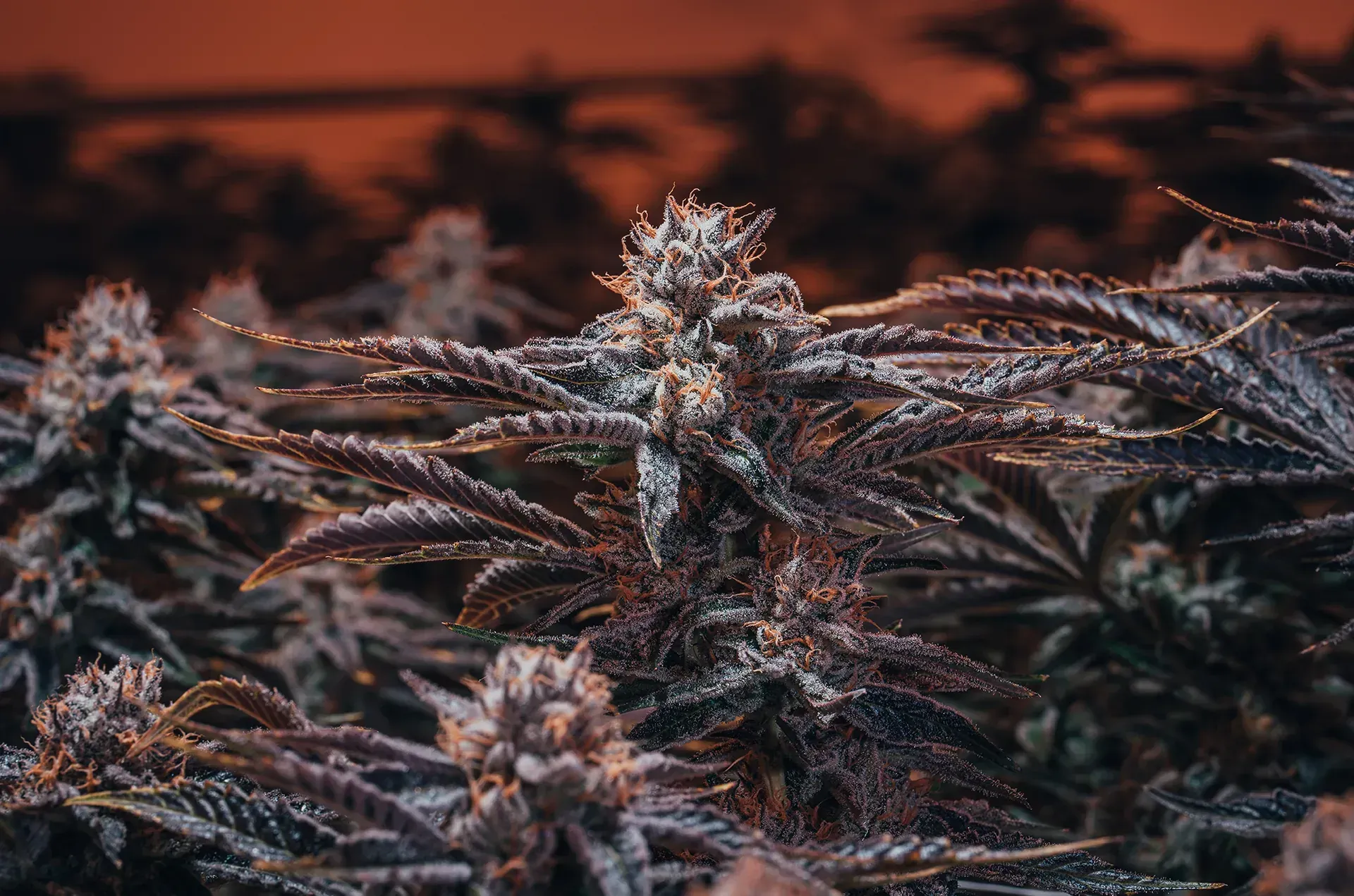 photo of cannabis plant flower