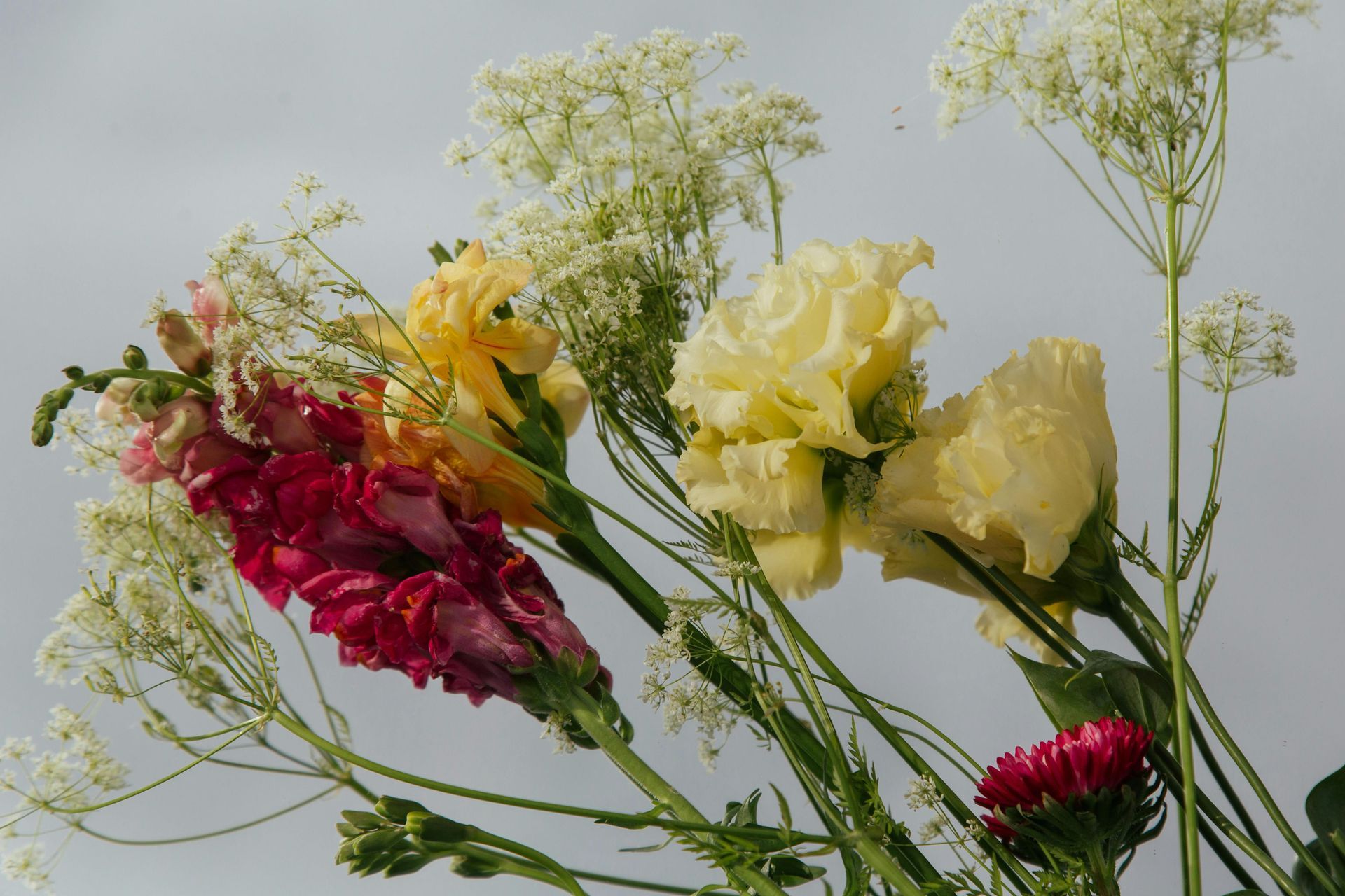 Assorted colorful flowers with red, yellow, and white blossoms on a light background