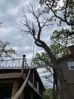 Trimming Tree Branches — Harvard, IL — Power Tree & Landscaping