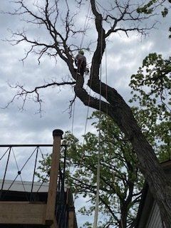 Trimming And Removal — Harvard, IL — Power Tree & Landscaping
