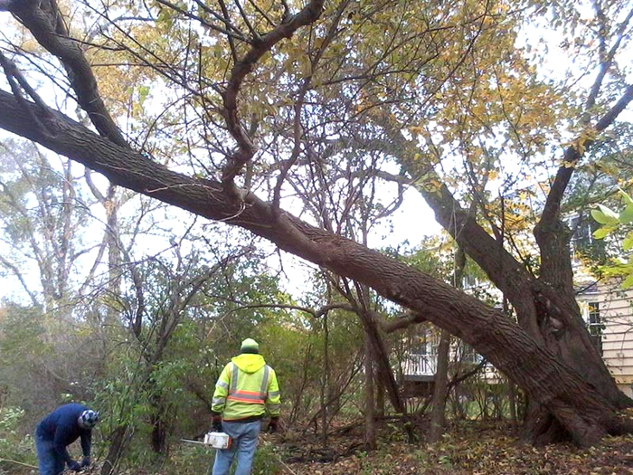 Backyard Landscape Design — Harvard, IL — Power Tree & Landscaping