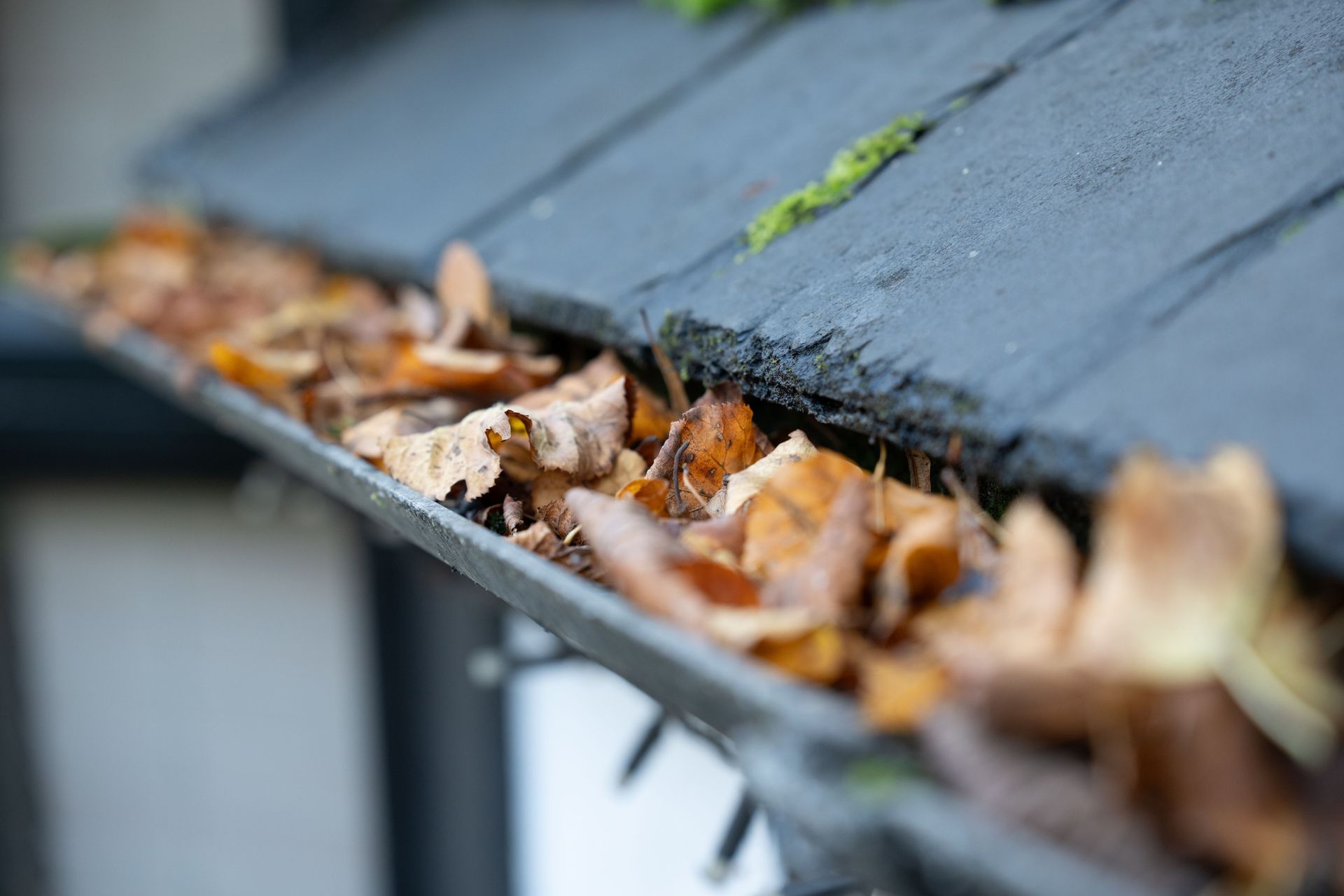 Leaves piled in a dark roof gutter beside gray shingles and green moss.