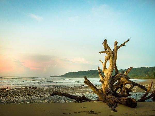 Driftwood on a rocky beach at sunset with calm water and a distant green shoreline