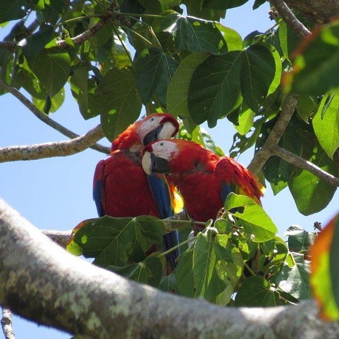 Two red macaws perched together among green leaves on a tree branch