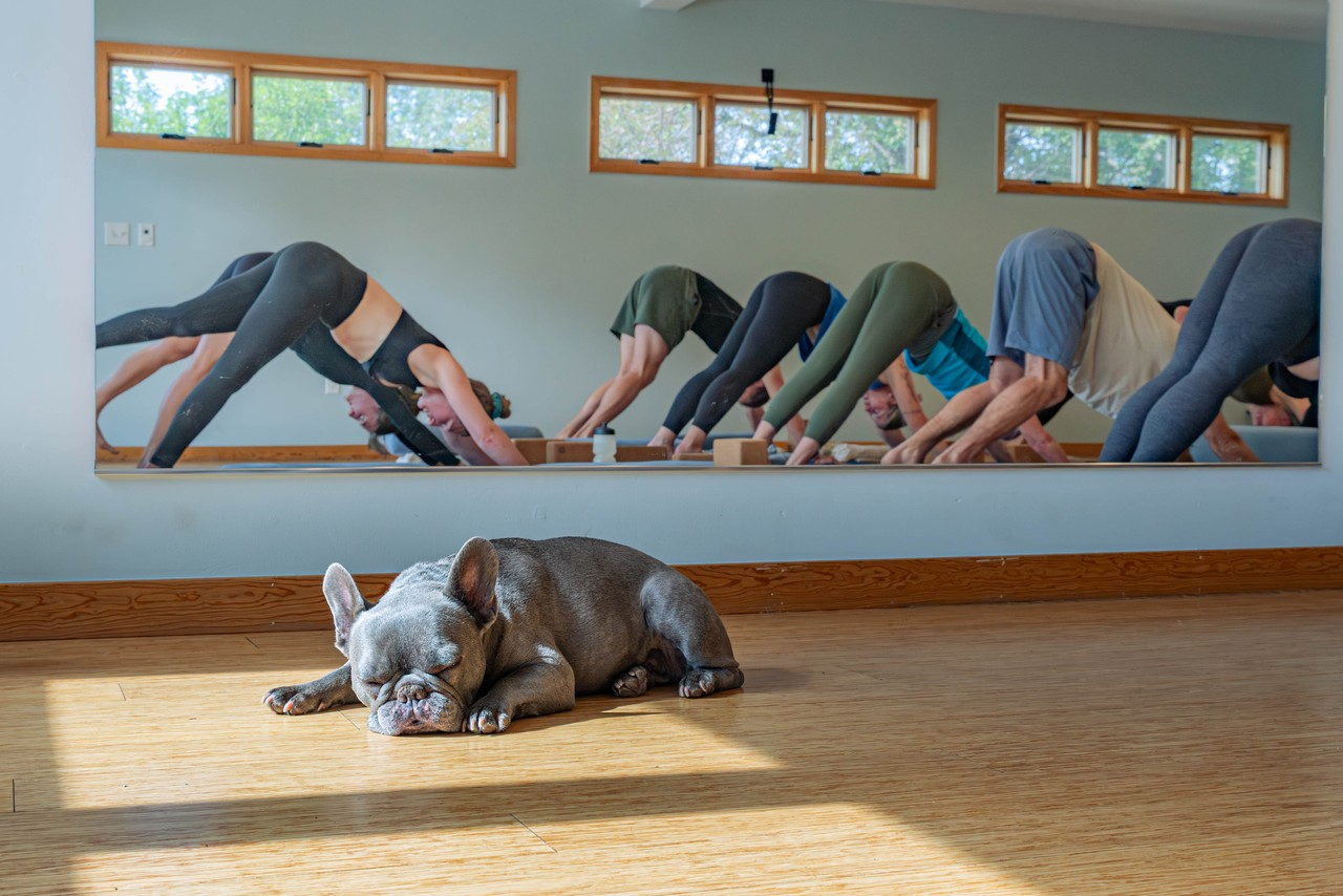Dog sleeping while people do yoga
