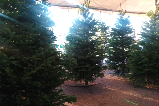 Large Christmas Trees