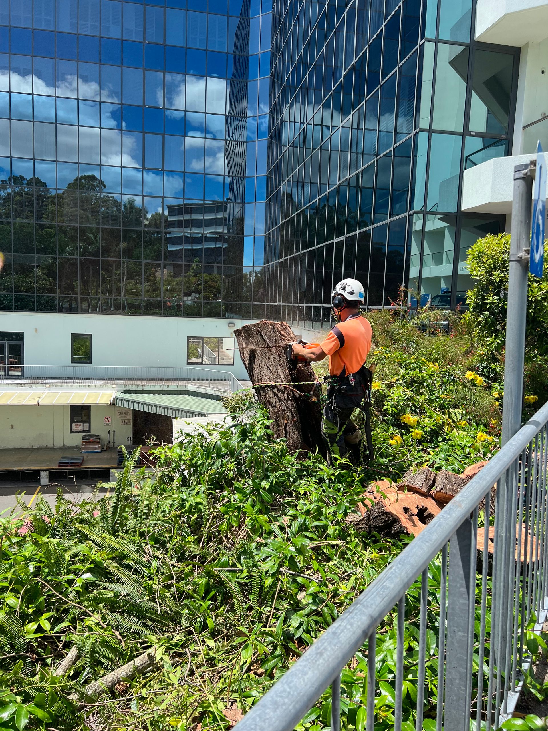 We Provide Arborist Services in Gold Coast | Gold Coast Arborists