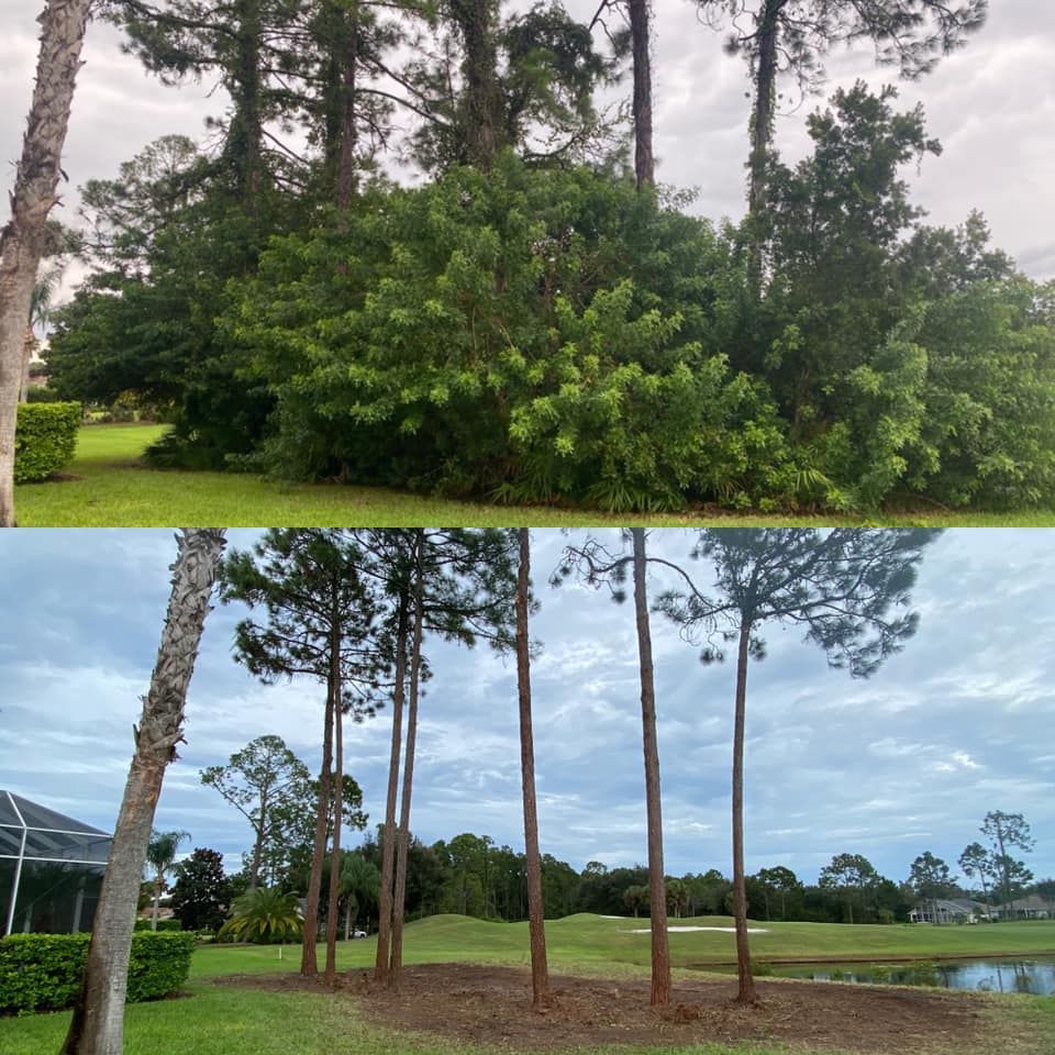 A before and after picture of a row of pine trees in a yard.