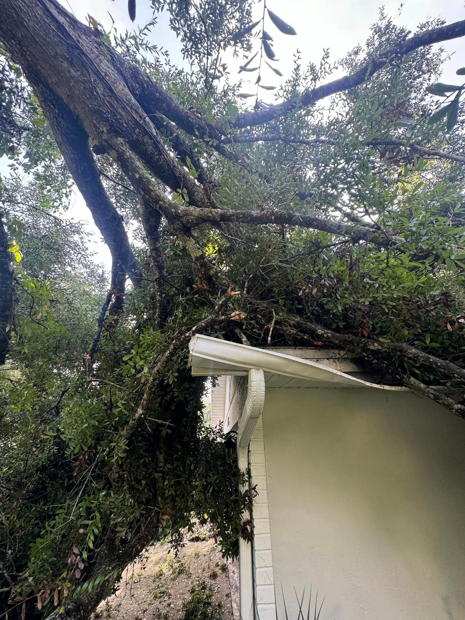 A large tree has fallen on top of a house.