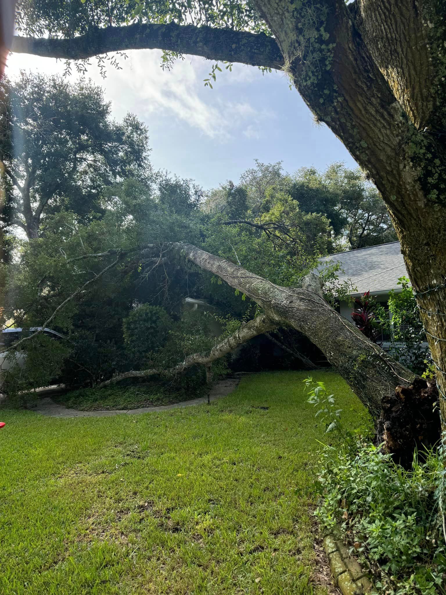A tree that has fallen in the backyard of a house.