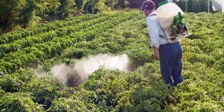 eliminazione insetti infestanti da un campo coltivato