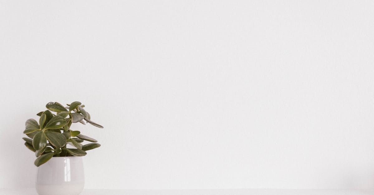 A potted plant is sitting on a table in front of a white wall.