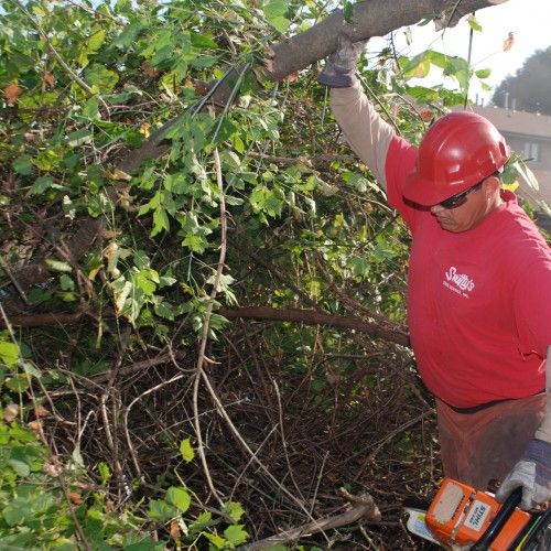 Tree Pruning — Alsip, IL — Smitty’s Tree Service
