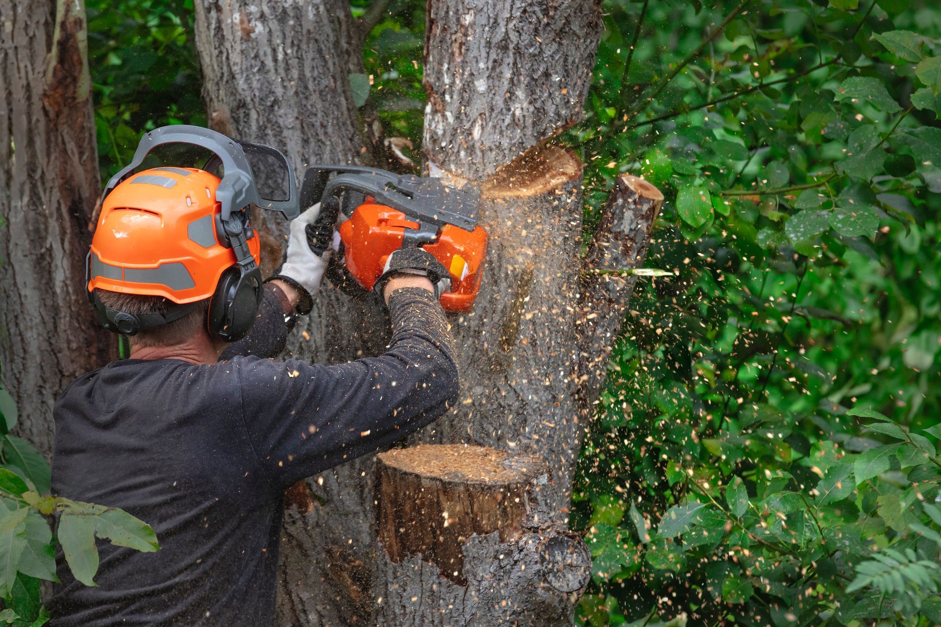 A man is trimming a tree with a chainsaw.