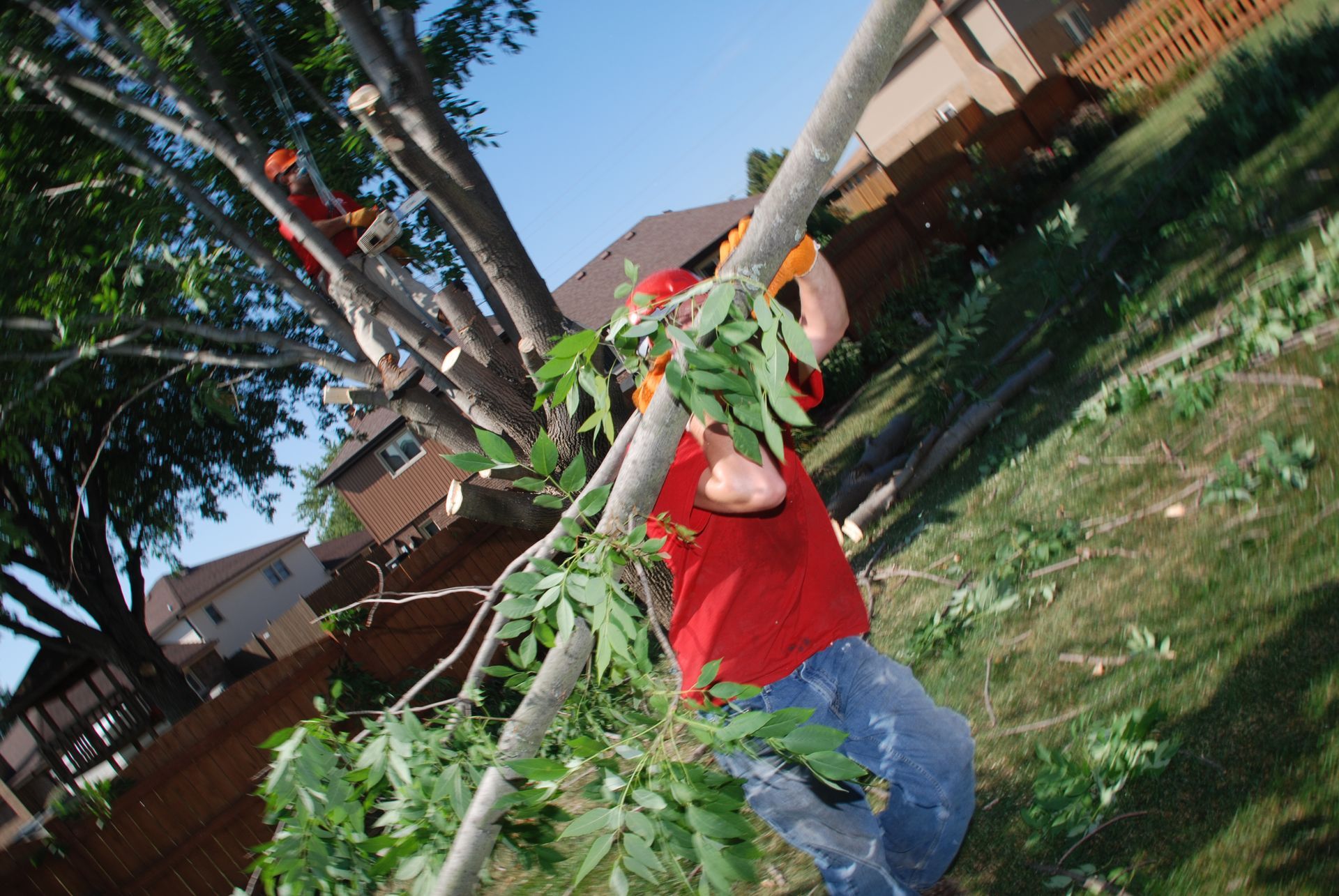 Person in red shirt carrying a leafy branch outdoors near houses on a sunny day