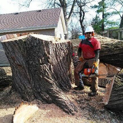 Man and A Huge Stump — Alsip, IL — Smitty’s Tree Service