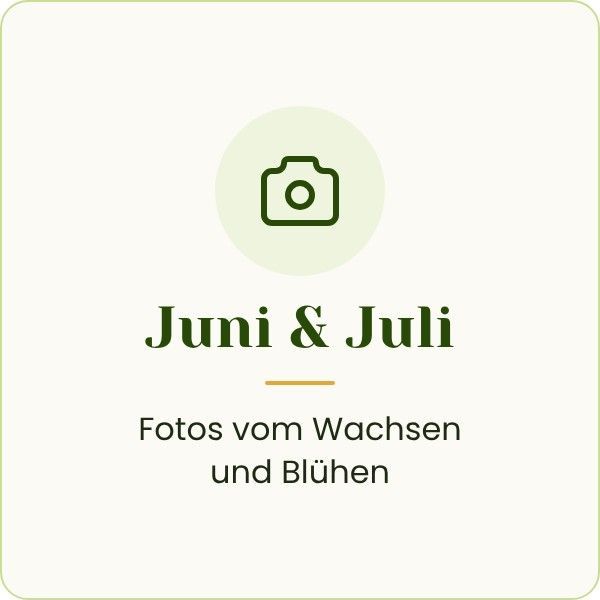 Juni und Juli: Fotos vom Wachsen und Blühen