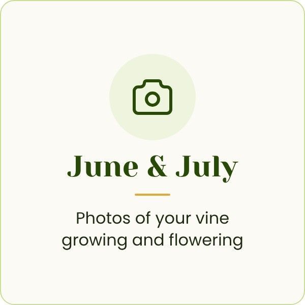 photos of your vine growing and flowering