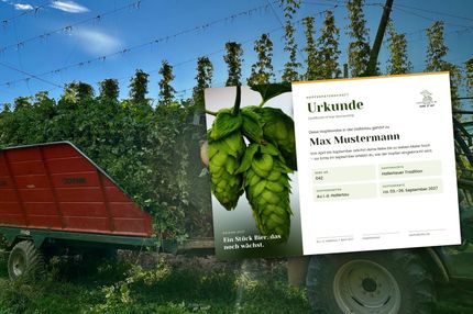 Hopfenrebe im Hopfengarten mit Patenurkunde der Hopfenpatenschaft Hallertau