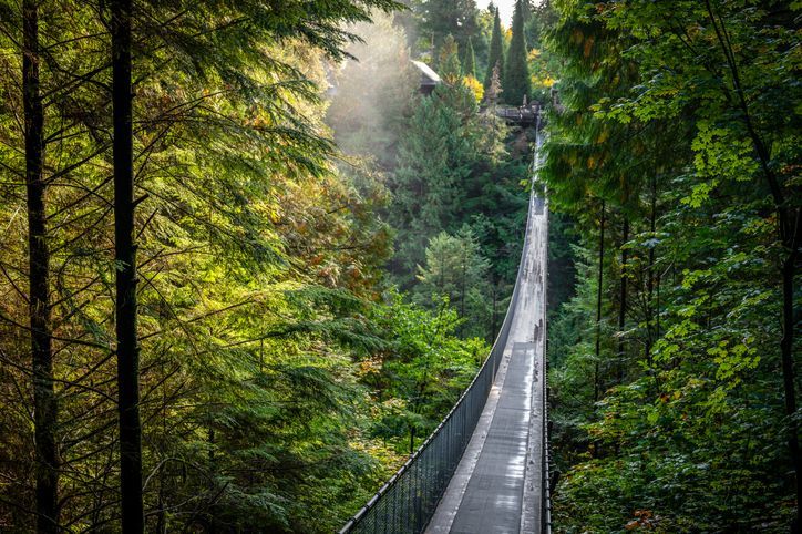Suspension bridge over a lush, green forest with sunlight filtering through the trees.