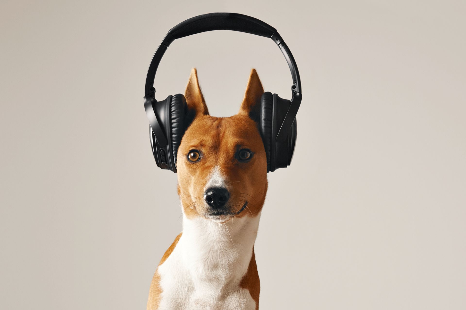 Brown-and-white dog wearing black headphones against a plain beige background
