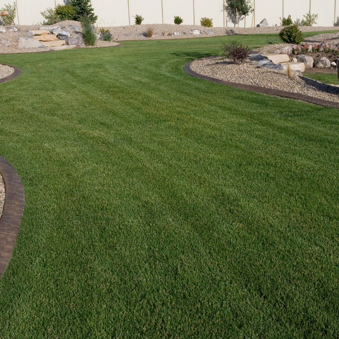 A lush green lawn is surrounded by rocks and trees in a backyard.