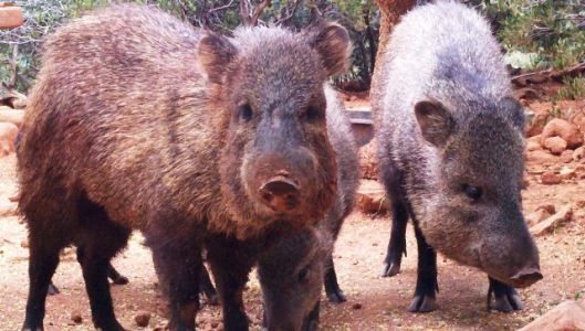 Two dark-furred peccaries with short snouts stand outside.