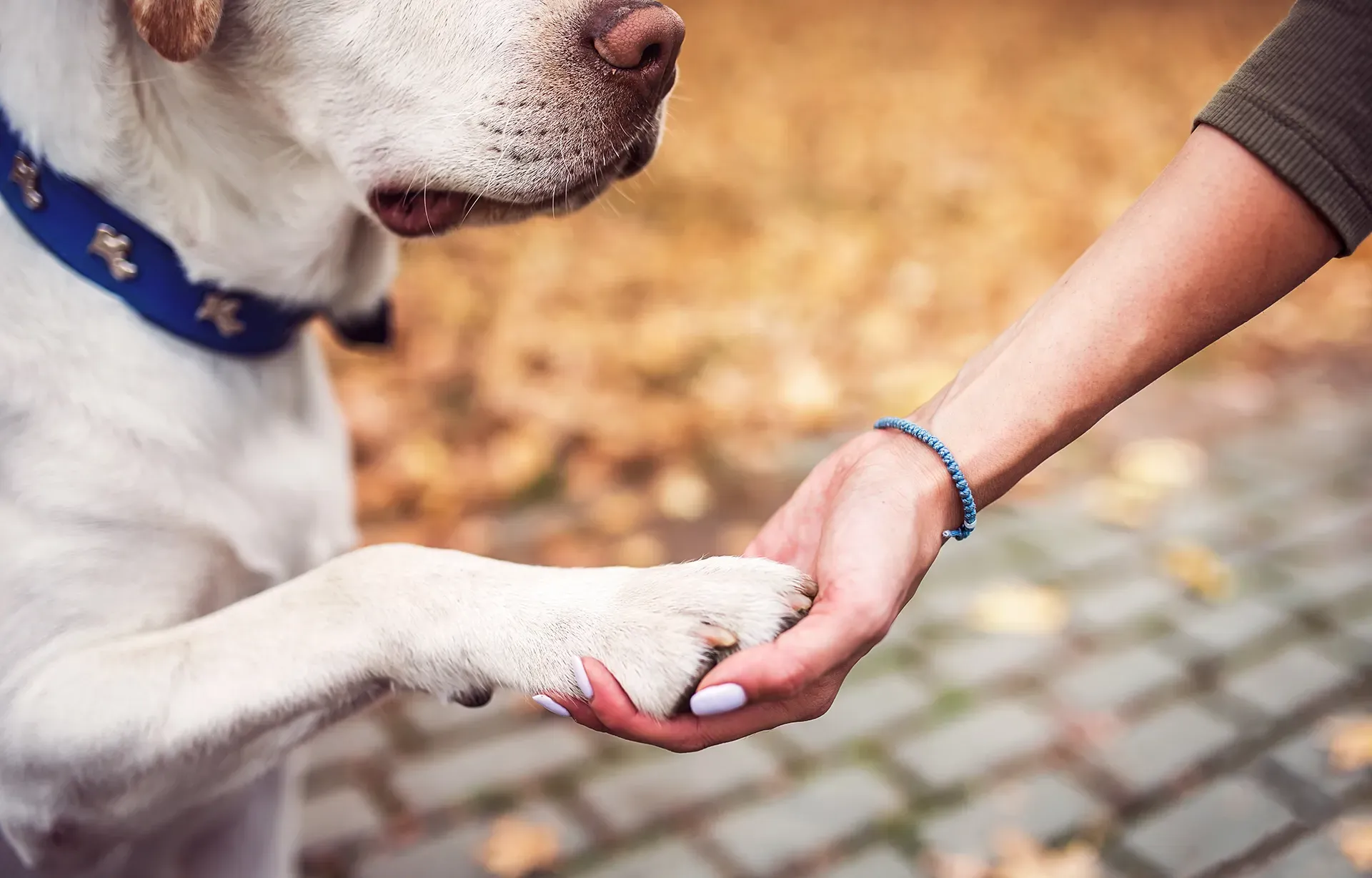 Creekside Park Dog Sitting Services post mae