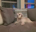Adriana Johnson Dog - Maya, a happy customer of The Dog Sitting Co.