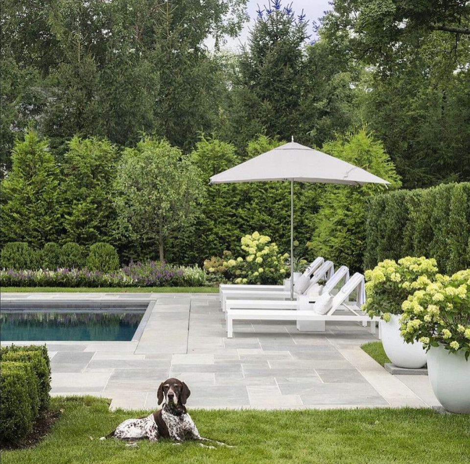 Poolside lounge with white chairs, umbrella, and a dog resting on the lawn amid lush greenery