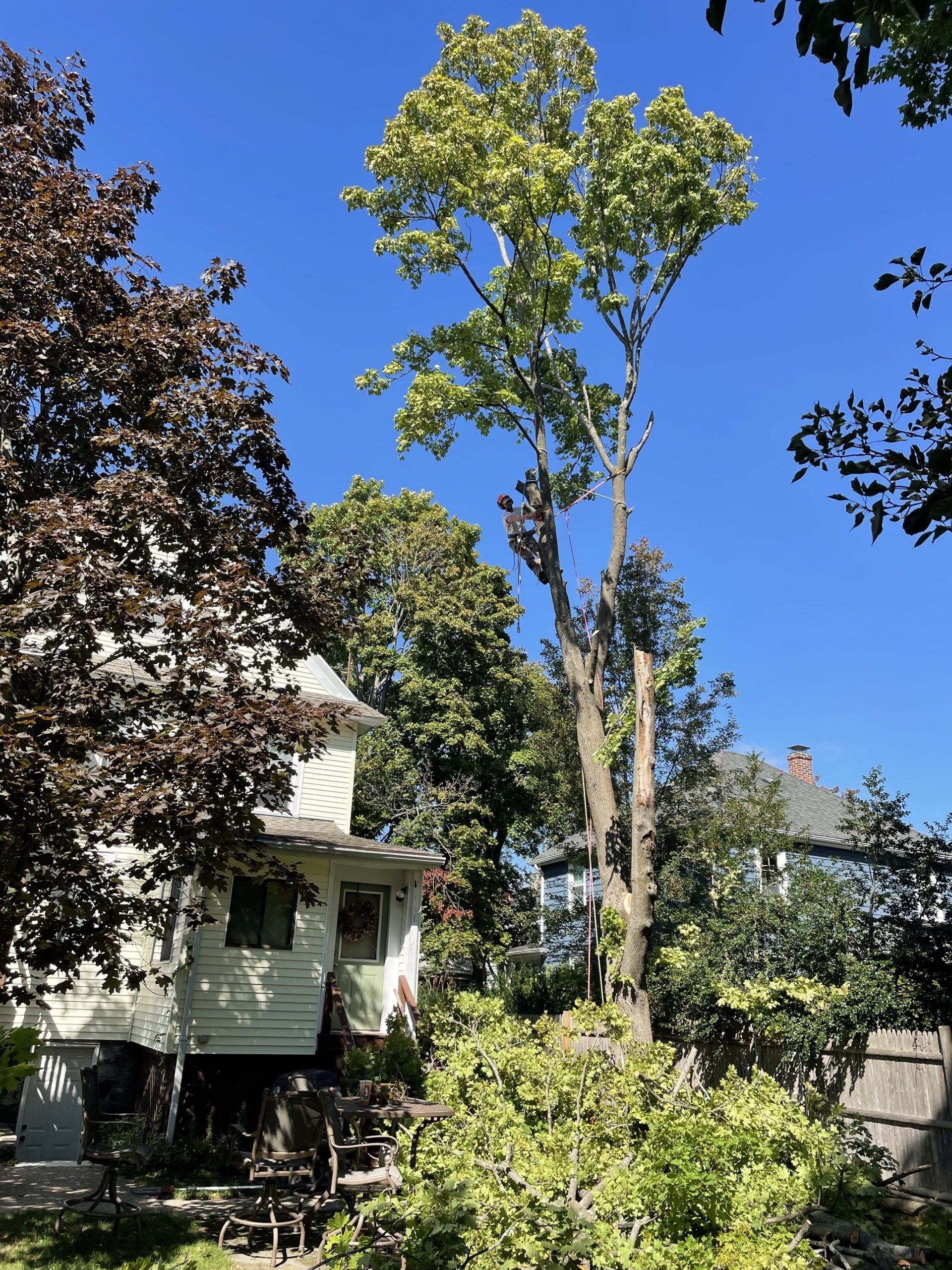 Tree Removal Malden, MA