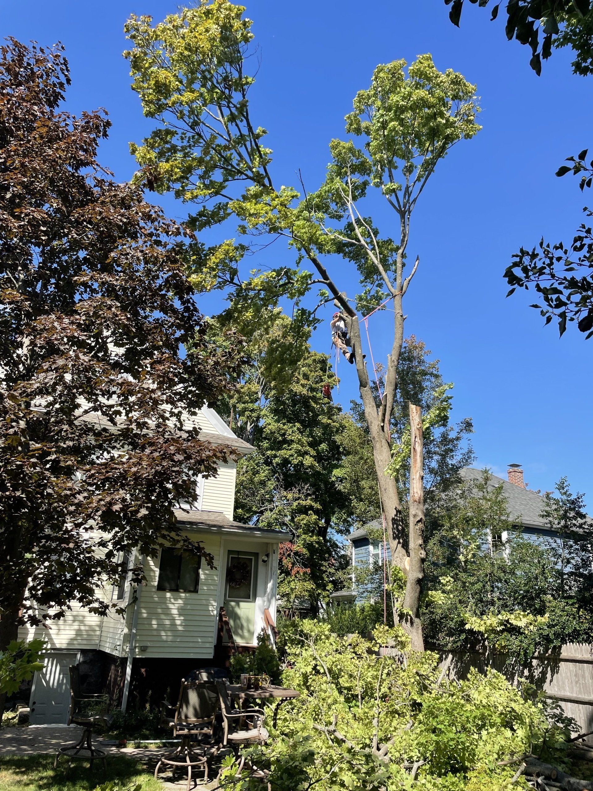 Tree Removal Malden, MA