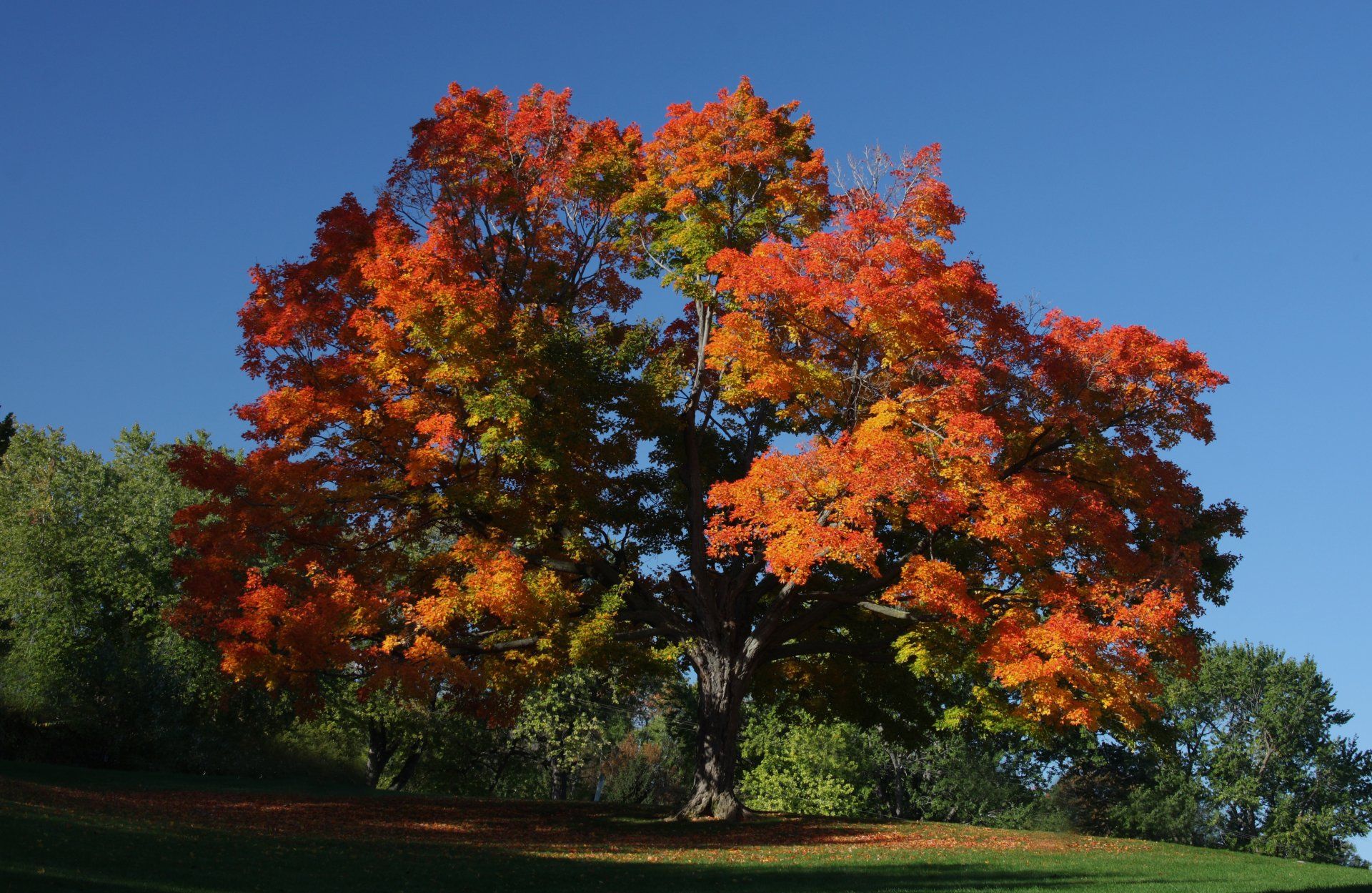 Sugar Maple Tree