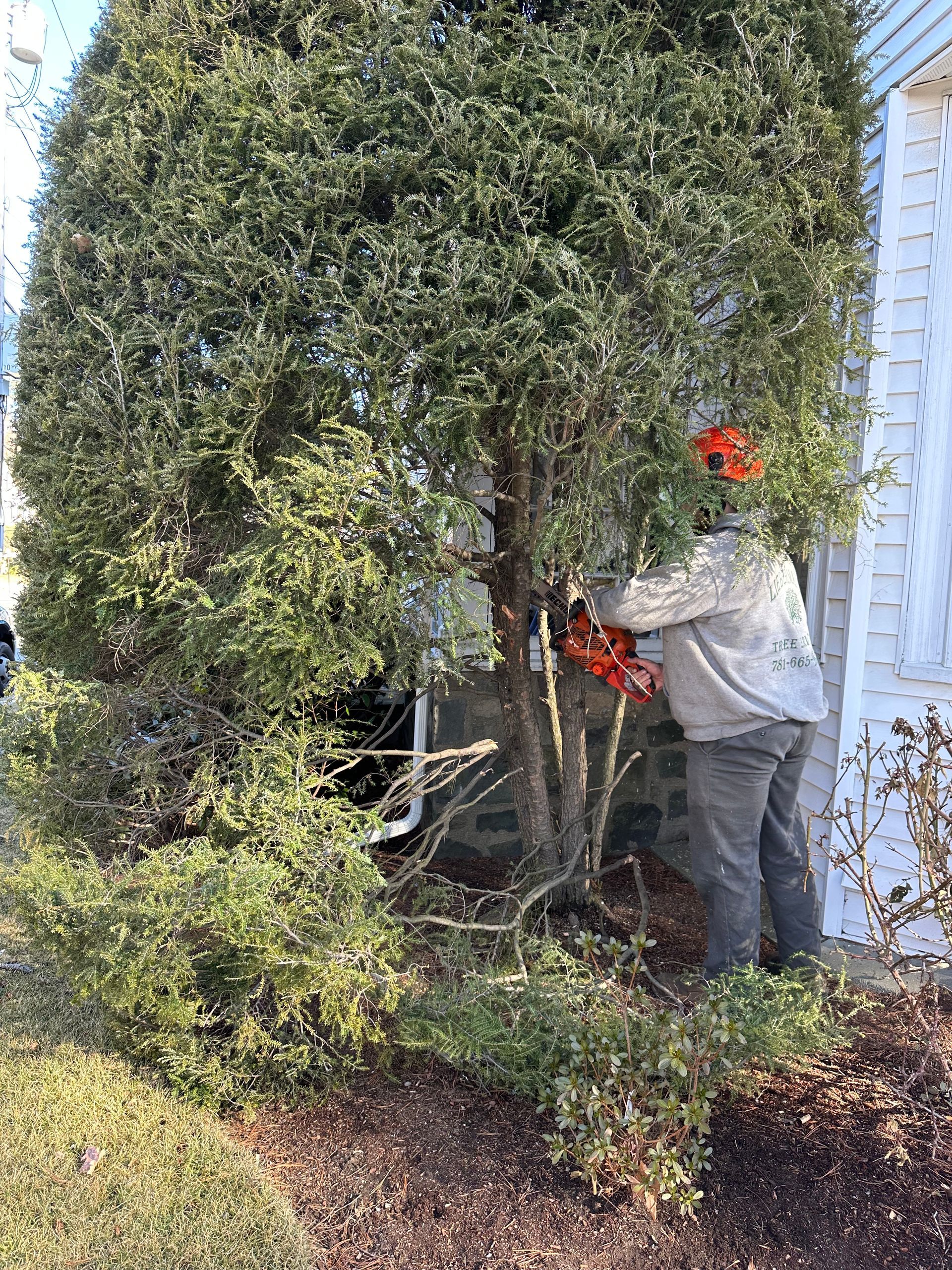 Shrub Removal Medford, MA