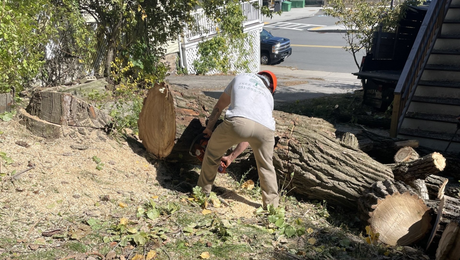 Tree Service Melrose, MA