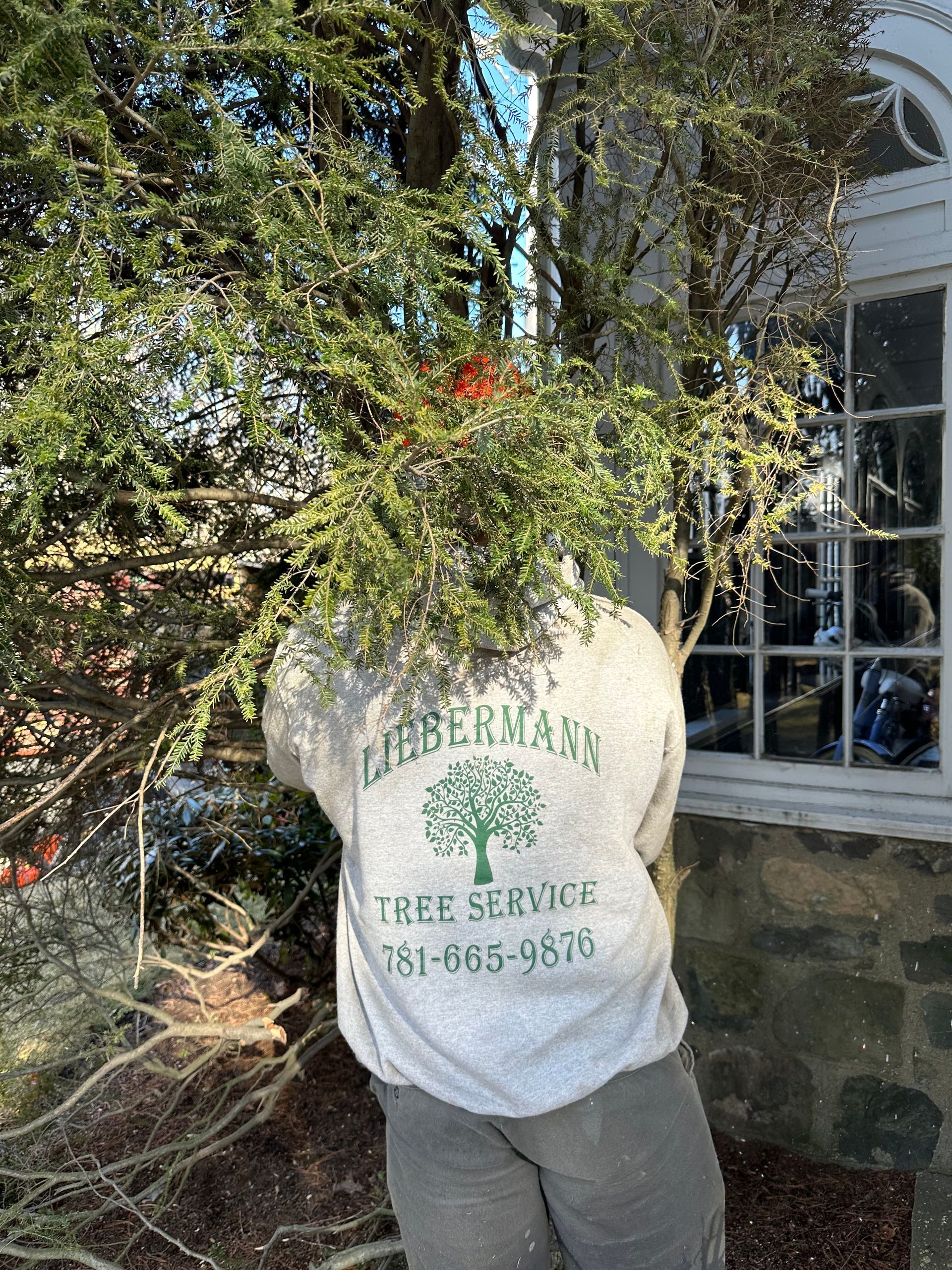 Shrub Removal Stoneham, MA