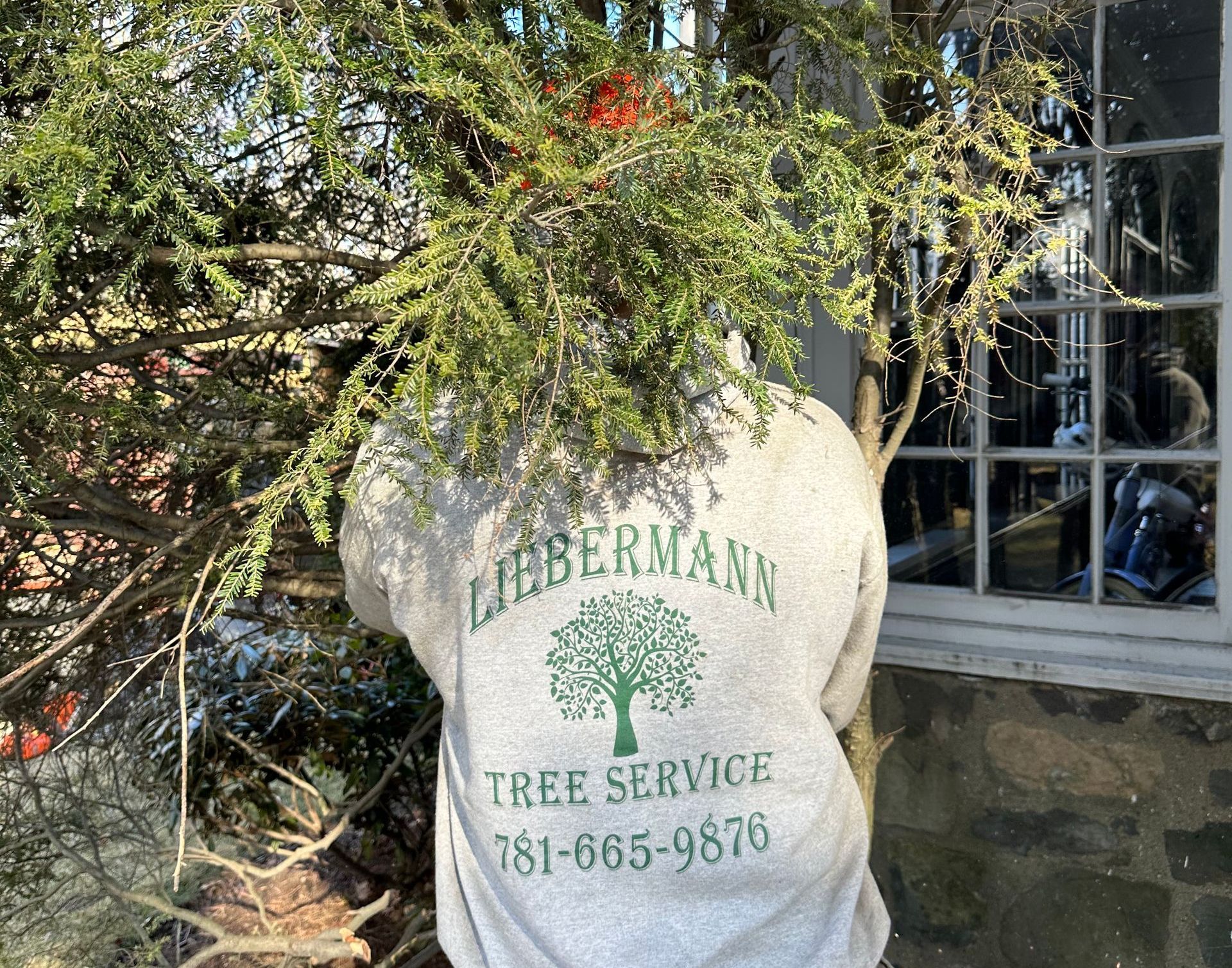 Professional Tree Services Across Greater Boston