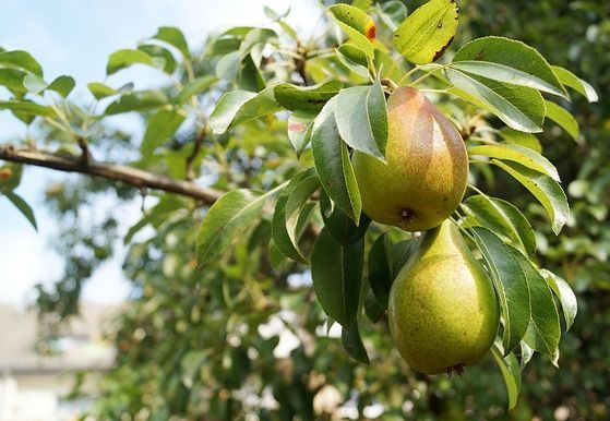 pere