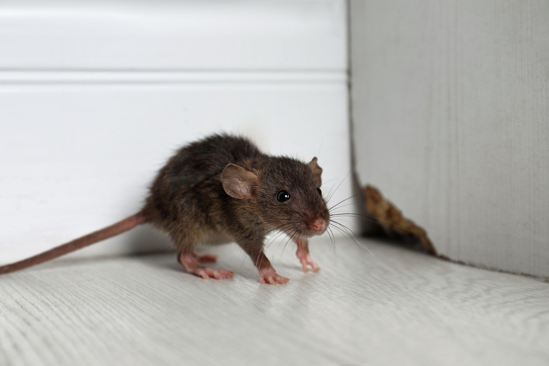 Commercial Services — Abilene, KS  — Abilene Termite & Pest Control