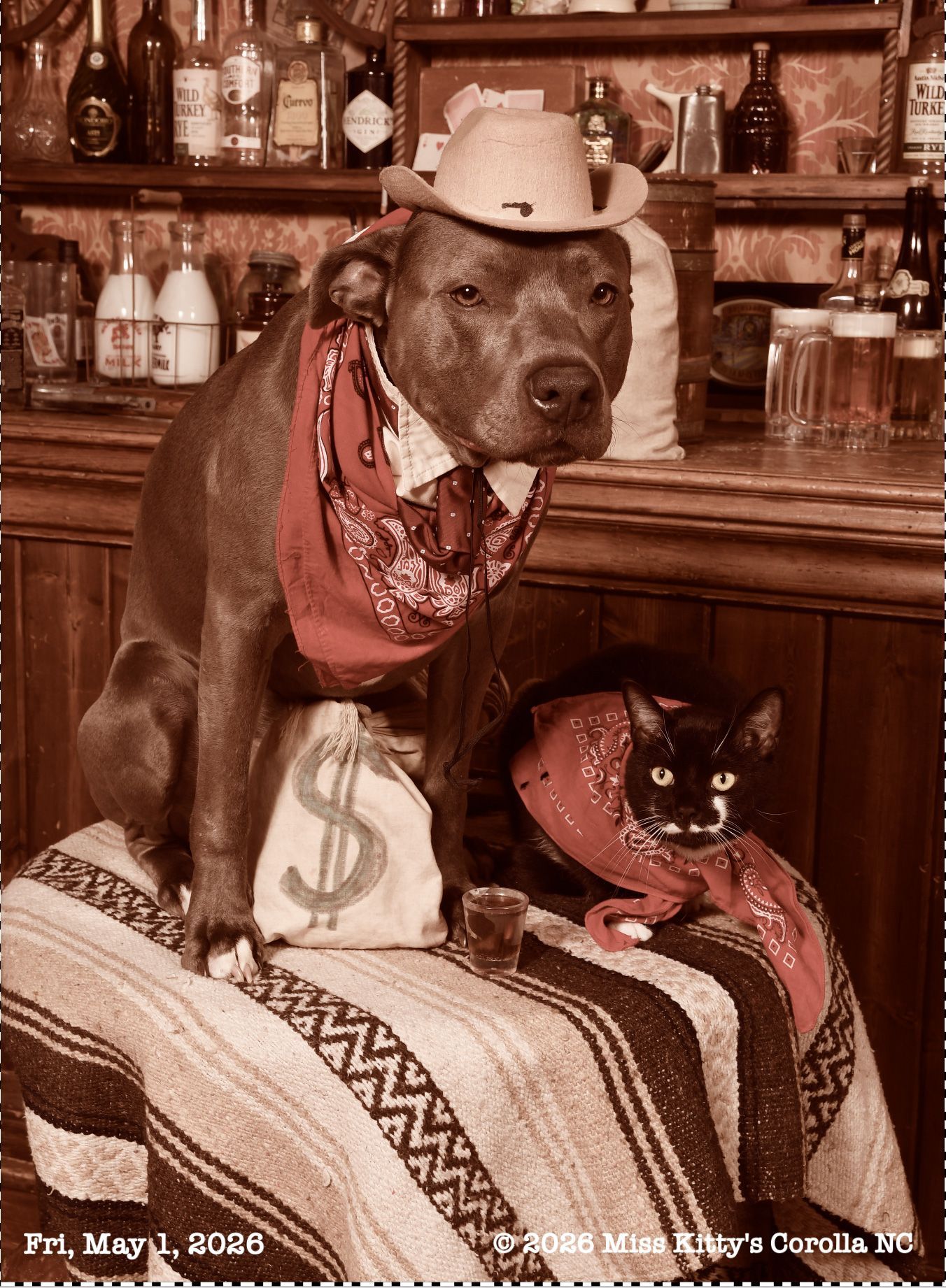 Old Time Pet Photo with a dog in a hat and a cat. Miss Kitty's  Old Time Photos and Gifts 