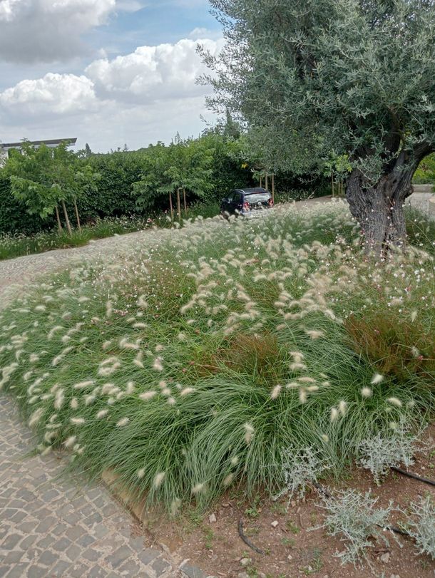 Sentiero soleggiato nel giardino, con rigogliose piante tropicali e scalini in legno.
