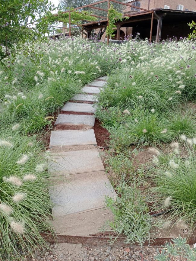 Sentiero lussureggiante in un giardino tropicale con pietre rotonde e fitta vegetazione.