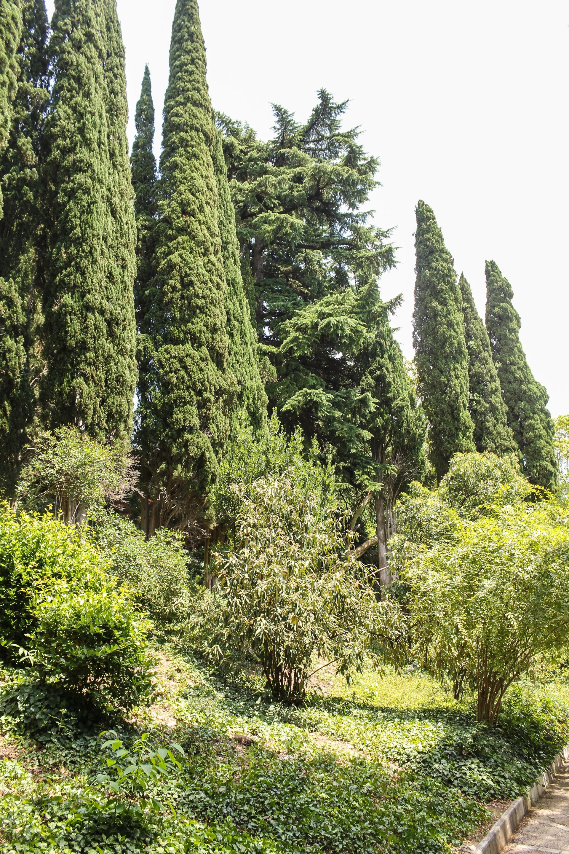Alti cipressi e rigogliosi arbusti verdi in un giardino soleggiato