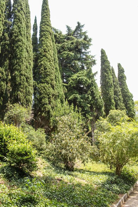 Alti cipressi e rigogliosi arbusti verdi in un giardino soleggiato