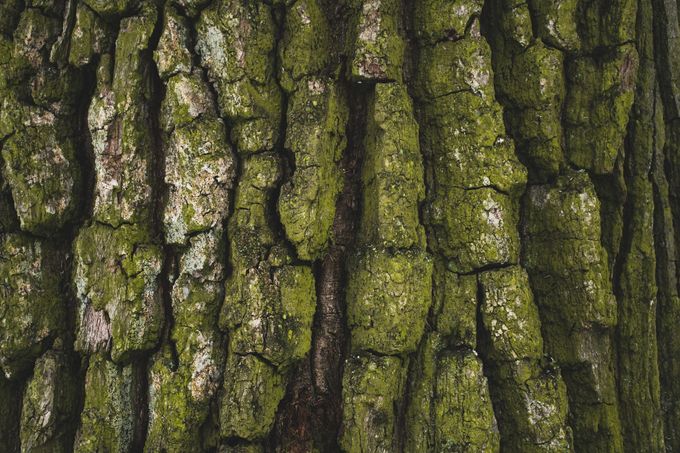 Primo piano della ruvida corteccia di un albero ricoperta di muschio verde e licheni.